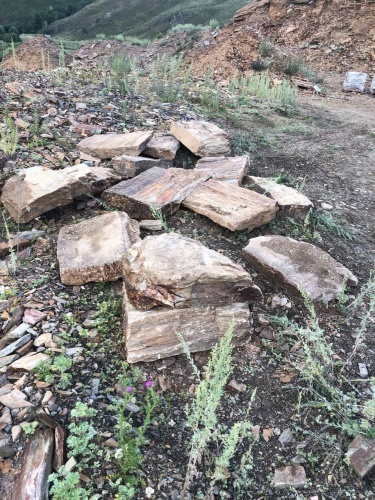 Плитняк кора дерева 50-100мм для пошаговых дорожек купить в Пласте